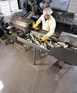 Fischverarbeitung